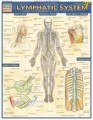 Lymphatic System Anatomy Chart