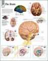 Brain Anatomy Poster-2