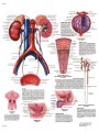 Urinary Tract - Anatomy and Physiology Poster
