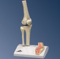 Knee Joint Model with Cross Section (Mini )