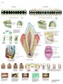 Teeth Anatomical Chart