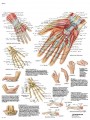 Mano y articulación radiocarpiana - Anatomía y patología