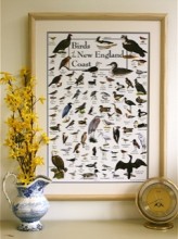 Birds of the New England Coast Poster