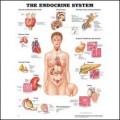 Endocrine System Anatomical Chart