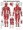 Muscular System Poster