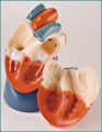 Nonbreakable Life-Size Heart Anatomical Model