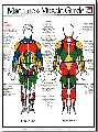 Muscle Poster - Male