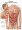 Digestive System Anatomical Chart (Glossy)