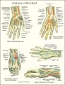Hand Anatomy Laminated Poster