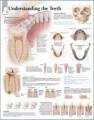 Teeth Poster