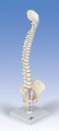 Mini Vertebral Column Model