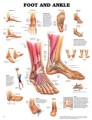 Foot and Ankle Anatomical Poster