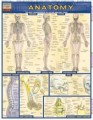 Anatomy Test Chart