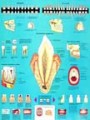 La denture Chart
