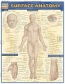 Surface Anatomy Chart