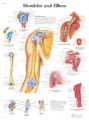 Shoulder and Elbow Poster