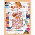 Blueprint for Health Your Digestive System Anatomy Chart