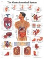 Gastrointestinal Anatomical Chart