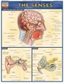 Senses Anatomy Chart