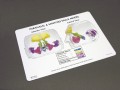 Sinus Anatomical Model- Clear Full View