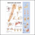 Shoulder and Elbow Poster
