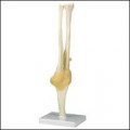 Functional Elbow Joint Model (Right)