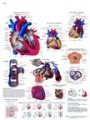 Le cúur humain, Anatomie et physiologie Chart