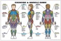 Exercise and Muscle Guide - Male- Anatomy Poster