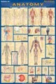 Anatomy Poster 1