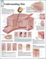 Understanding the Skin Anatomy Poster