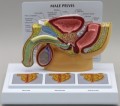 Male Pelvis and Prostate Anatomical Model