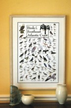 Birds of the Southeast Atlantic Coast Poster