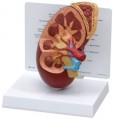 Kidney Anatomy Model