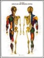 Male Muscular & Skeletal System Anatomy Poster